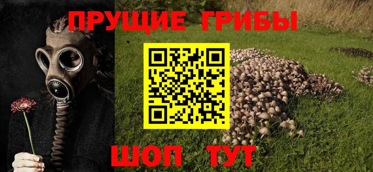 Псилоцибиновые грибы прущие грибы  Нурлат  Галлюциногенные грибы Psilocybine cubensis 